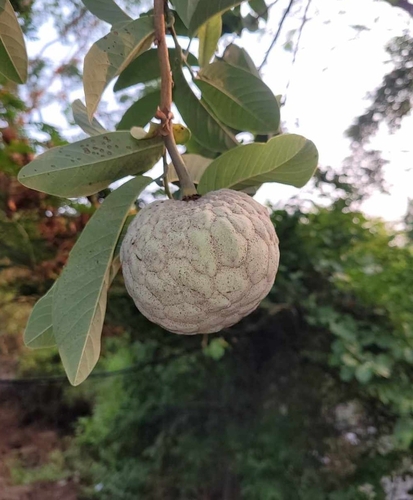 Image of Annona macroprophyllata by (c) Rosalinda Melendrez, some rights reserved (CC BY)
