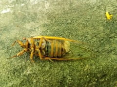 Massospora cicadina