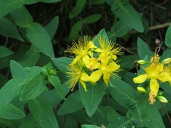 Hypericum graveolens