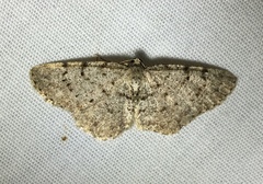 Aethalura intertexta