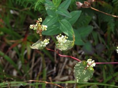Fallopia cilinodis