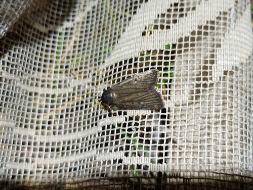 Proxenus lepigone