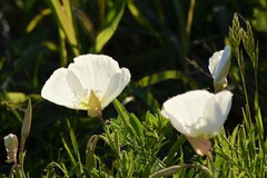 Oenothera albicaulis