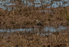 Calidris fuscicollis