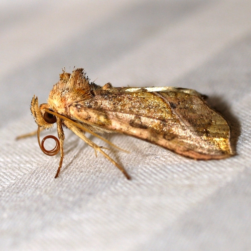 Straight-lined Looper Moth photo 5