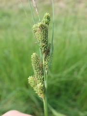 Carex kelloggii