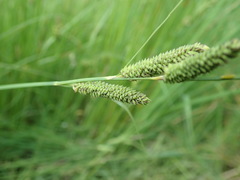 Carex kelloggii