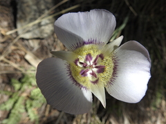 Calochortus ambiguus