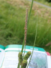 Carex kelloggii