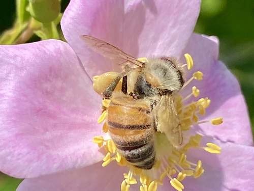 iNaturalist observation photo of Western Honey Bee