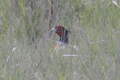 Phasianus colchicus torquatus