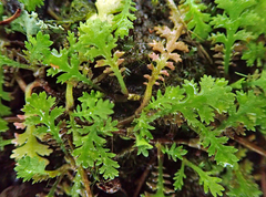Leptinella tenella
