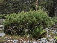 Pinus culminicola