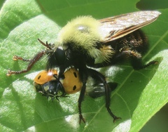 Laphria thoracica