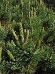 Pinus culminicola