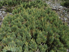 Pinus culminicola