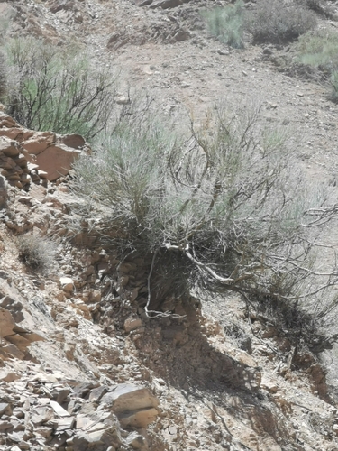 Image of Retama raetam by (c) M. Socorro González Elizondo, some rights reserved (CC BY-SA)
