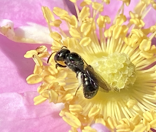 iNaturalist observation photo of Small Carpenter Bees