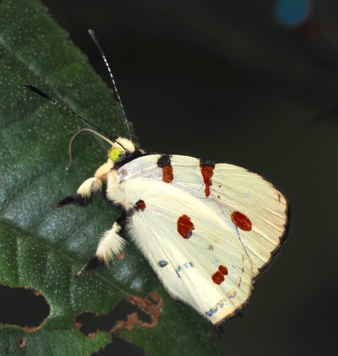Anteros cruentatus