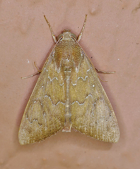 Anomis illita