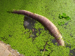 Homalopsis mereljcoxi