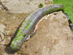 Homalopsis mereljcoxi