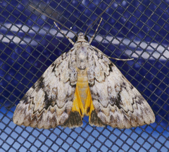 Catocala amica