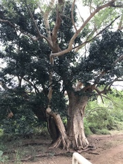 Ficus sycomorus