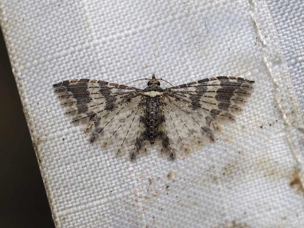 Alucita sikkima