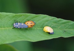 Coccinella septempunctata