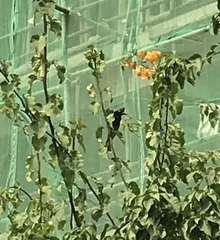Pycnonotus cafer