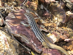 Aspidoscelis scalaris