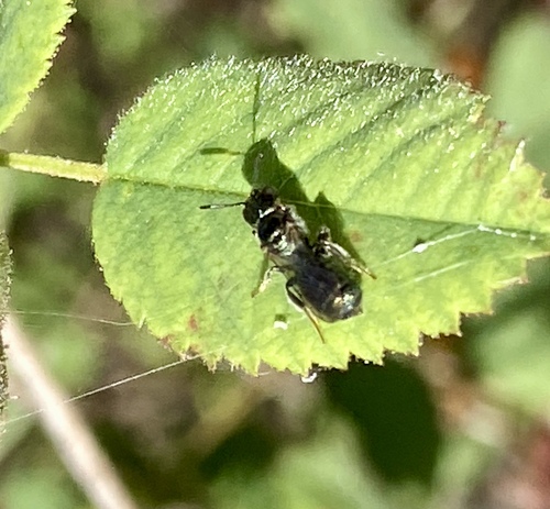 iNaturalist observation photo of Zadontomerus