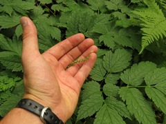 Actaea podocarpa