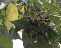 Sambucus nigra