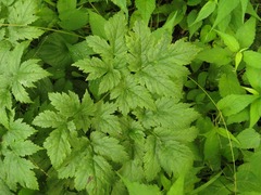 Actaea podocarpa