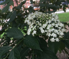 Sambucus nigra