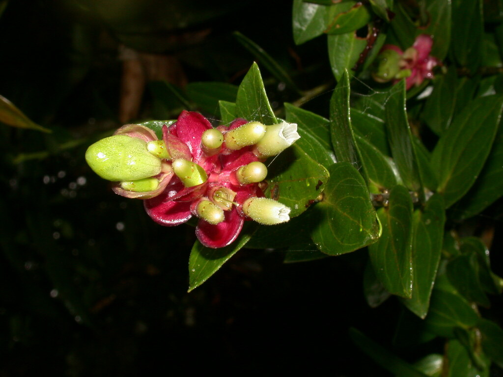 Cavendishia quercina
