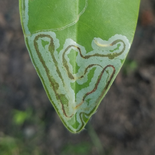 Tulip Tree Leaf Miner