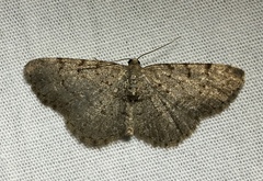 Aethalura intertexta
