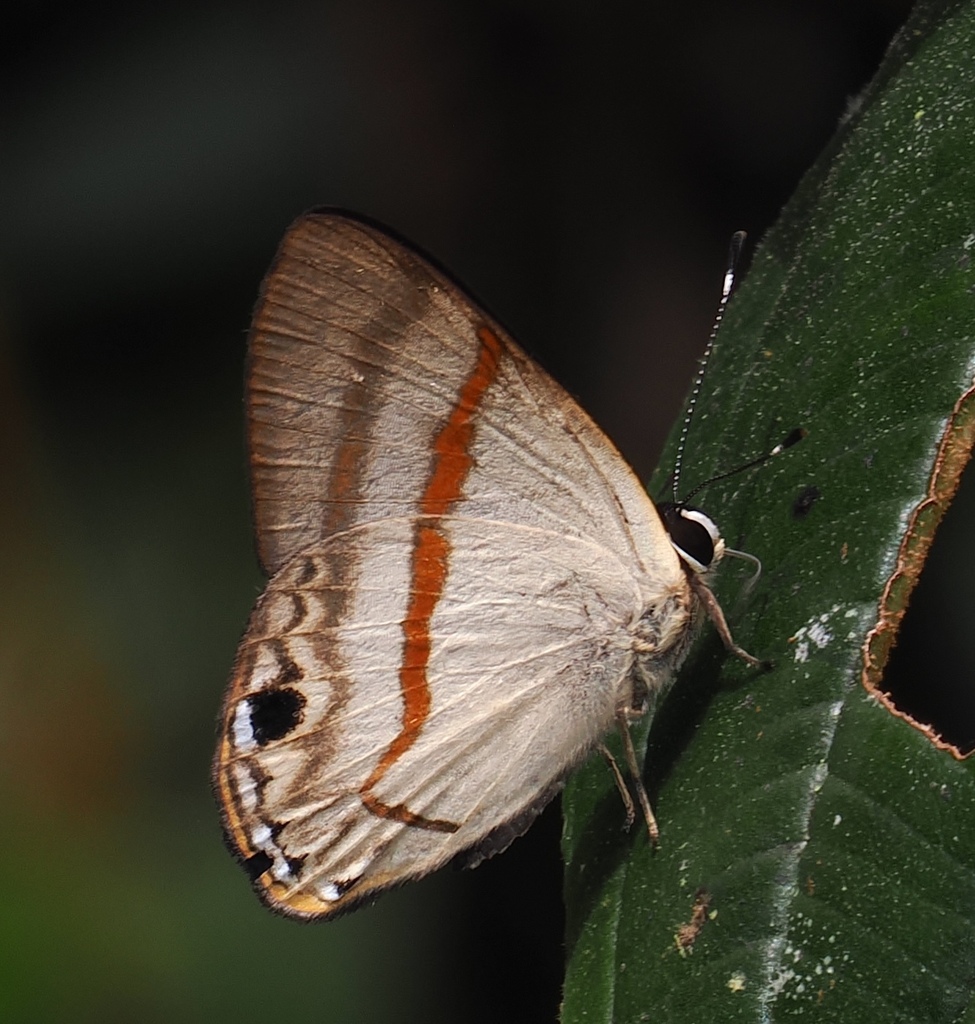 Euselasia inconspicua