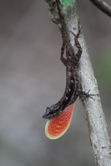 Anolis immaculogularis