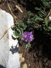 Astragalus purpusii