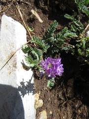 Astragalus purpusii