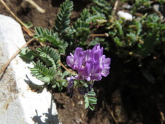 Astragalus purpusii