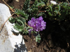 Astragalus purpusii