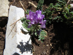Astragalus purpusii