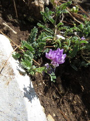 Astragalus purpusii