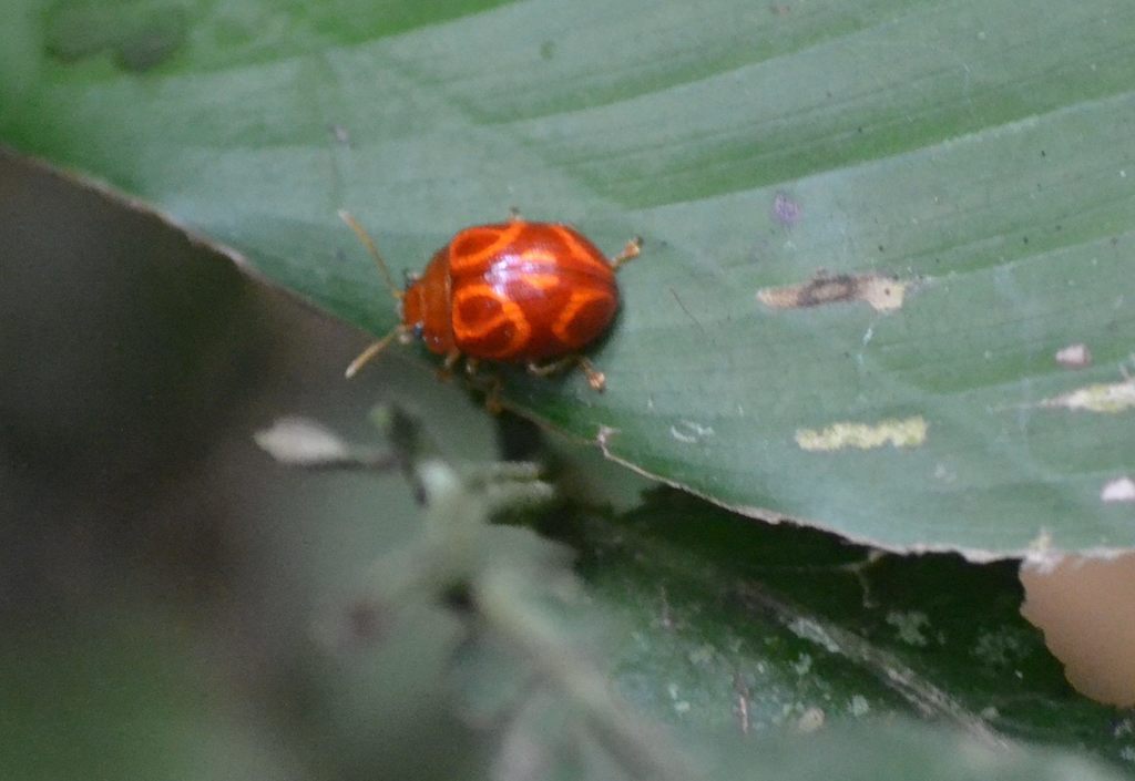 Stilodes xanthogramma