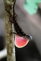 Anolis immaculogularis